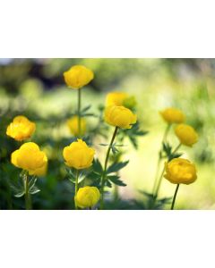 Seinakalender TRIO EXTRA, avatud mõõt 297x640mm (PILT nr. 8)